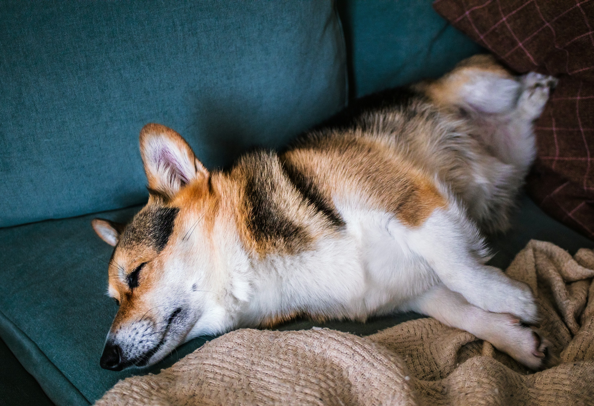 A black-and-white dog sleeps loosely on a teal sofa with one front paw extended.